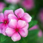 ヒメ日記 2025/07/30 07:15 投稿 三原 さゆり ベストマダム