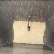 ヒメ日記 2025/07/30 17:45 投稿 三原 さゆり ベストマダム