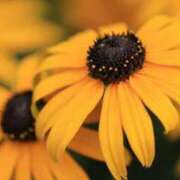 ヒメ日記 2025/07/31 07:15 投稿 三原 さゆり ベストマダム