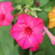 ヒメ日記 2025/08/01 07:15 投稿 三原 さゆり ベストマダム