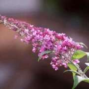 ヒメ日記 2025/08/03 07:15 投稿 三原 さゆり ベストマダム