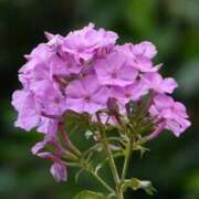 ヒメ日記 2025/08/04 07:15 投稿 三原 さゆり ベストマダム