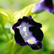 ヒメ日記 2025/08/06 07:15 投稿 三原 さゆり ベストマダム