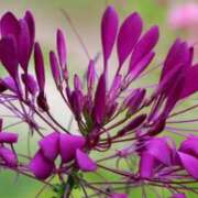 ヒメ日記 2025/08/08 07:15 投稿 三原 さゆり ベストマダム