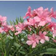 ヒメ日記 2025/08/09 07:15 投稿 三原 さゆり ベストマダム