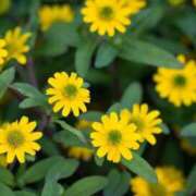 ヒメ日記 2025/08/11 07:15 投稿 三原 さゆり ベストマダム