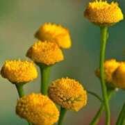 ヒメ日記 2025/08/12 07:15 投稿 三原 さゆり ベストマダム