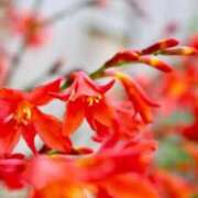 ヒメ日記 2025/08/15 07:15 投稿 三原 さゆり ベストマダム