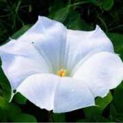 ヒメ日記 2025/08/16 07:15 投稿 三原 さゆり ベストマダム