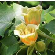 ヒメ日記 2025/08/17 07:15 投稿 三原 さゆり ベストマダム