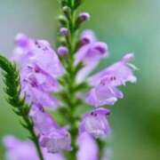 ヒメ日記 2025/08/19 07:15 投稿 三原 さゆり ベストマダム