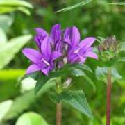 ヒメ日記 2025/08/20 07:15 投稿 三原 さゆり ベストマダム