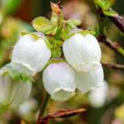 ヒメ日記 2025/08/21 07:15 投稿 三原 さゆり ベストマダム