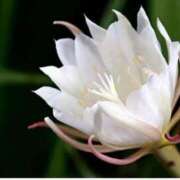 ヒメ日記 2025/08/23 07:15 投稿 三原 さゆり ベストマダム