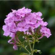 ヒメ日記 2025/08/24 07:15 投稿 三原 さゆり ベストマダム