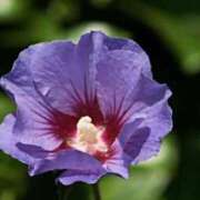 ヒメ日記 2025/08/26 07:15 投稿 三原 さゆり ベストマダム