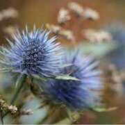 ヒメ日記 2025/08/28 07:15 投稿 三原 さゆり ベストマダム