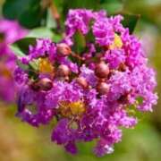 ヒメ日記 2025/08/29 07:15 投稿 三原 さゆり ベストマダム