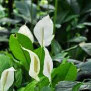 ヒメ日記 2025/08/30 07:15 投稿 三原 さゆり ベストマダム