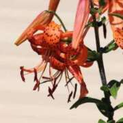 ヒメ日記 2025/09/01 07:15 投稿 三原 さゆり ベストマダム