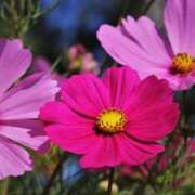 ヒメ日記 2025/09/03 07:15 投稿 三原 さゆり ベストマダム