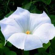 ヒメ日記 2025/09/04 07:15 投稿 三原 さゆり ベストマダム