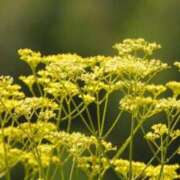 ヒメ日記 2025/09/05 07:15 投稿 三原 さゆり ベストマダム