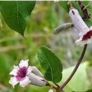 ヒメ日記 2025/09/09 07:15 投稿 三原 さゆり ベストマダム
