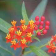 ヒメ日記 2025/09/11 07:15 投稿 三原 さゆり ベストマダム