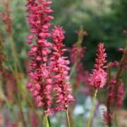 ヒメ日記 2025/09/12 07:15 投稿 三原 さゆり ベストマダム