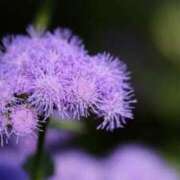 ヒメ日記 2025/09/14 07:15 投稿 三原 さゆり ベストマダム