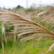 ヒメ日記 2025/09/15 07:15 投稿 三原 さゆり ベストマダム