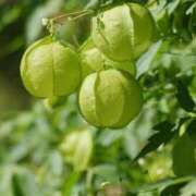 ヒメ日記 2025/09/17 07:15 投稿 三原 さゆり ベストマダム