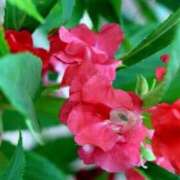 ヒメ日記 2025/09/18 07:15 投稿 三原 さゆり ベストマダム