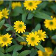 ヒメ日記 2025/09/21 07:15 投稿 三原 さゆり ベストマダム