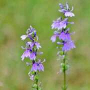 ヒメ日記 2025/09/22 07:15 投稿 三原 さゆり ベストマダム