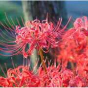 ヒメ日記 2025/09/23 07:15 投稿 三原 さゆり ベストマダム