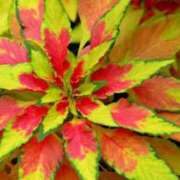 ヒメ日記 2025/09/25 07:30 投稿 三原 さゆり ベストマダム