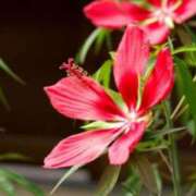 ヒメ日記 2025/09/26 07:15 投稿 三原 さゆり ベストマダム