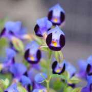 ヒメ日記 2025/09/27 07:15 投稿 三原 さゆり ベストマダム