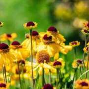 ヒメ日記 2025/09/28 07:15 投稿 三原 さゆり ベストマダム