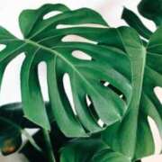 ヒメ日記 2025/09/30 07:15 投稿 三原 さゆり ベストマダム