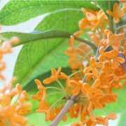 ヒメ日記 2025/10/01 07:15 投稿 三原 さゆり ベストマダム