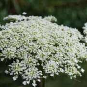 ヒメ日記 2025/10/04 07:40 投稿 三原 さゆり ベストマダム