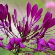 ヒメ日記 2025/10/05 07:15 投稿 三原 さゆり ベストマダム