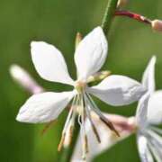 ヒメ日記 2025/10/08 07:15 投稿 三原 さゆり ベストマダム