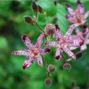 ヒメ日記 2025/10/09 07:15 投稿 三原 さゆり ベストマダム