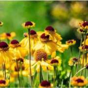 ヒメ日記 2025/10/12 07:15 投稿 三原 さゆり ベストマダム