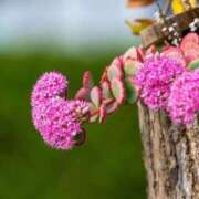 ヒメ日記 2025/10/15 07:15 投稿 三原 さゆり ベストマダム