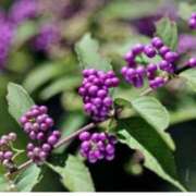 ヒメ日記 2025/10/17 07:15 投稿 三原 さゆり ベストマダム